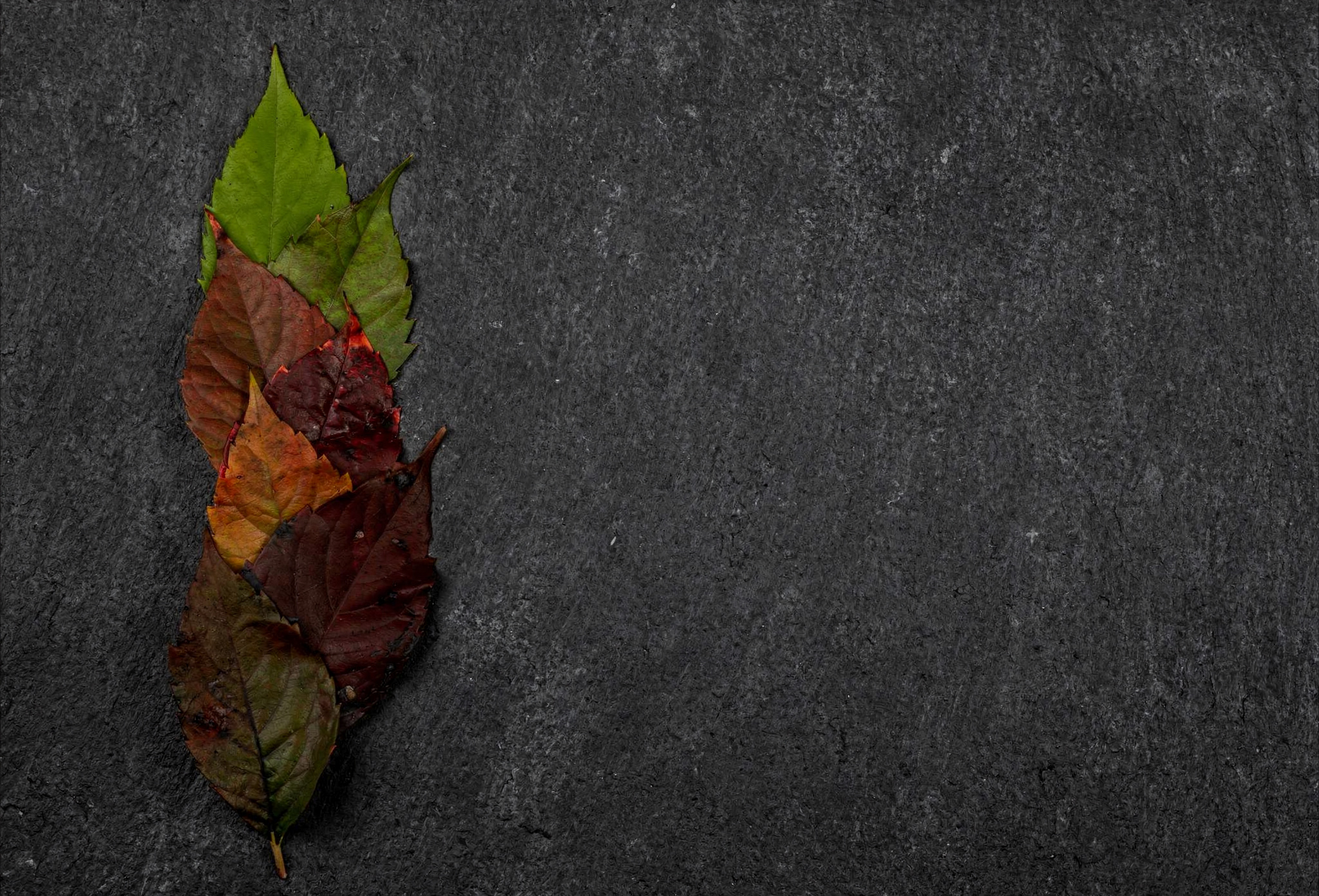 Banner Image 4